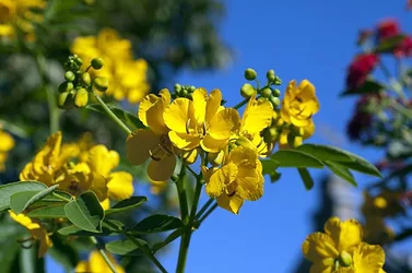 Senna