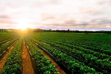 Strawberry farm