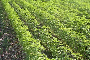 Young hemp
