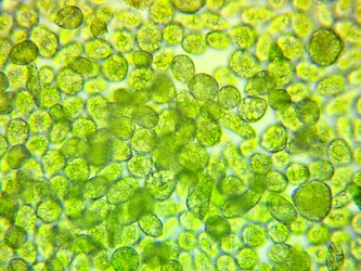 Bunch of cells