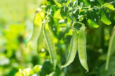 Green pea plant