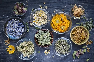 Herbs leaves botanicals flowers