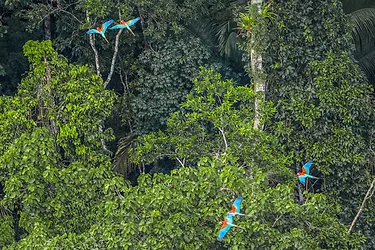 Amazon rainforest