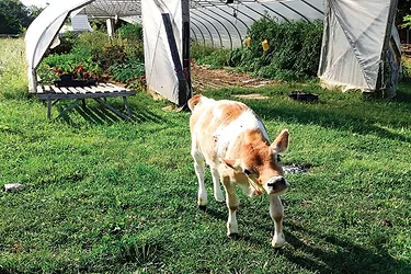 Cow wil ar farms
