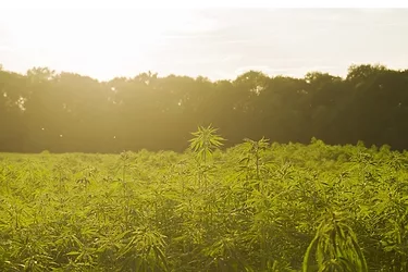 Hemp 2