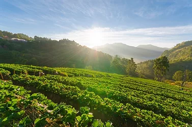 Strawberry field farm organic