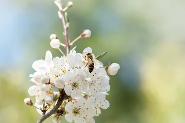 Bees on flowers e1570312642675
