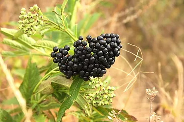 Bunch of elderberries