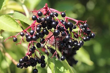 Elderberry bunch 