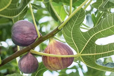 Fig tree 1