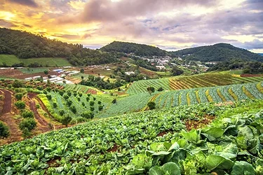 Organic farm cabbage mountain