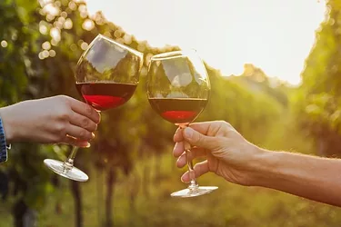Red wine vineyard