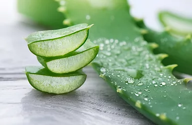 Aloe vera 1