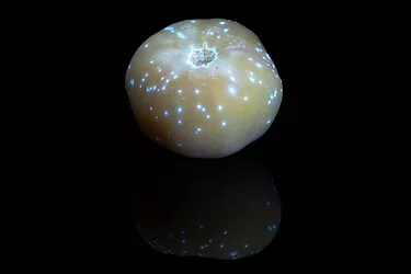Golden tomato