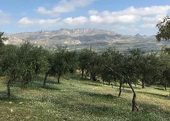 Sicily olive trees e1582151509692