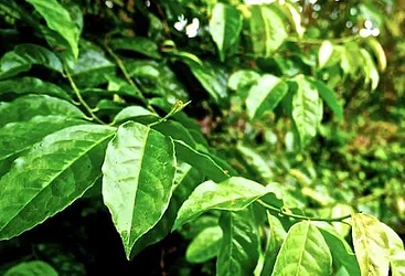 Amatea organic guayusa growing