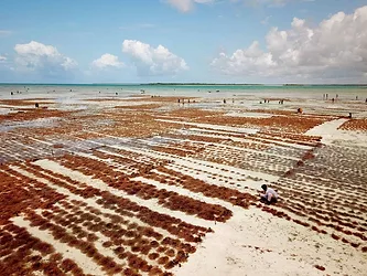 Cargill seaweed farms pemba scaled
