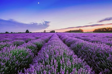 Gettyimages 480975194
