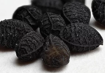 Black seed closeup