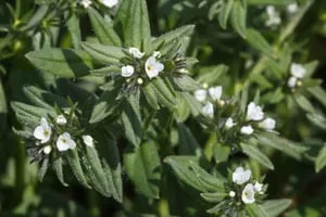 Ahiflower