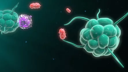 Macrophage
