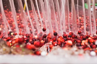 Cranberries fruit dor