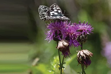 Adaptogens