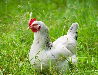 Chicken photo for 2 11 21 release
