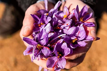 New mood support patent for affron saffron