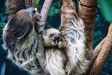 Sloth