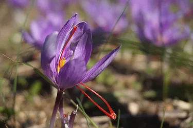 Pharmactive saffron