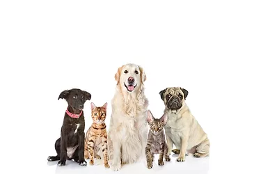 Pet health