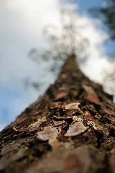 Pycnogenol maritime bark