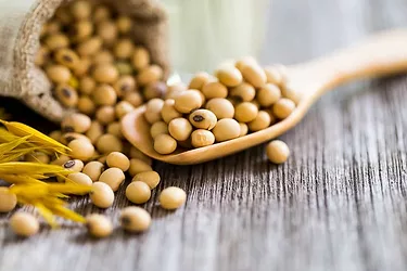 Lecithin pic