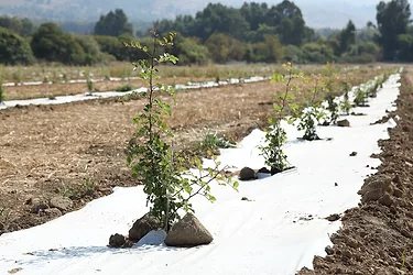 Carobway planting 1