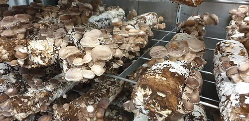 Shakamushrooms
