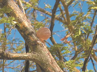 Acacia gum nexira cmjn