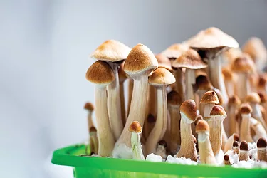 Psychedelics