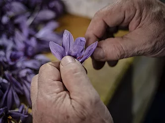 Thumbnail pharmactiveu2019s saffron is home grown and nurtured in its private fields