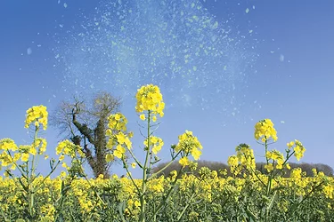 Allergies