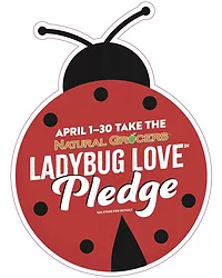 Ladybug 