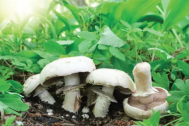 Mushrooms