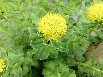 Rhodiola