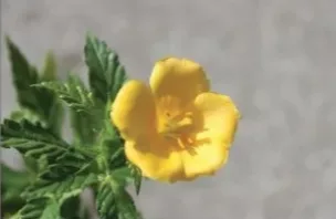Damiana