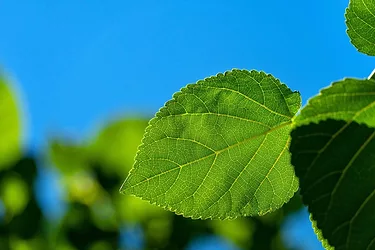 Mulberry leaf