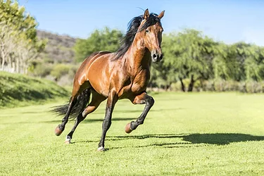 Horses gettyimages 1305910583