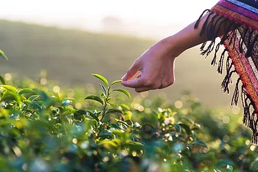 Herbal crops farming