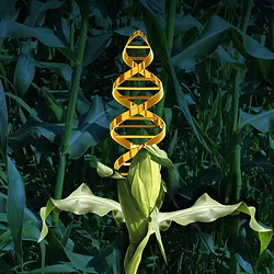 Synbio gmos