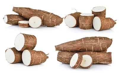 Yucca 1