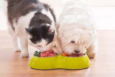 Pet food image dog and cat eating nutrition